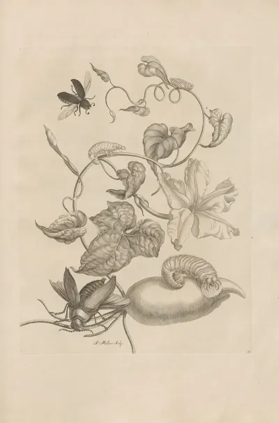 Dissertatio De Generatione Et Metamorphosibus Insectorum Surinamensium Pl 50