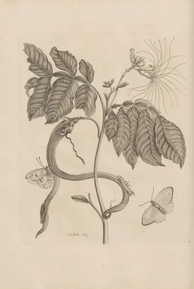 Dissertatio De Generatione Et Metamorphosibus Insectorum Surinamensium Pl 51
