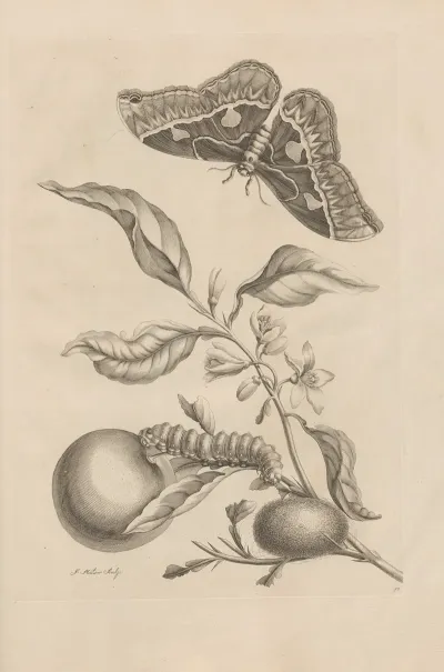 Dissertatio De Generatione Et Metamorphosibus Insectorum Surinamensium Pl 52