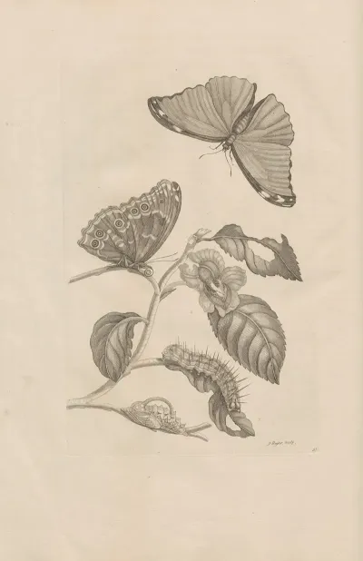 Dissertatio De Generatione Et Metamorphosibus Insectorum Surinamensium Pl 53