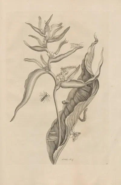 Dissertatio De Generatione Et Metamorphosibus Insectorum Surinamensium Pl 54