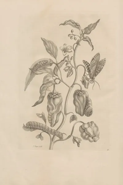Dissertatio De Generatione Et Metamorphosibus Insectorum Surinamensium Pl 55