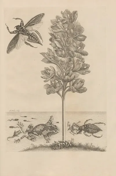 Dissertatio De Generatione Et Metamorphosibus Insectorum Surinamensium Pl 56