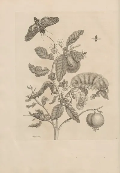Dissertatio De Generatione Et Metamorphosibus Insectorum Surinamensium Pl 57