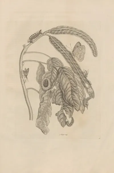 Dissertatio De Generatione Et Metamorphosibus Insectorum Surinamensium Pl 58