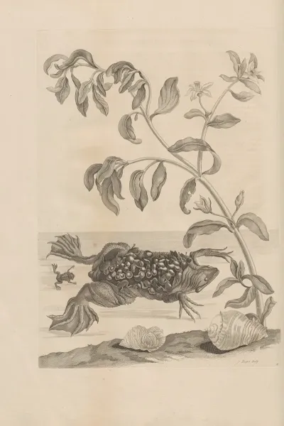 Dissertatio De Generatione Et Metamorphosibus Insectorum Surinamensium Pl 59
