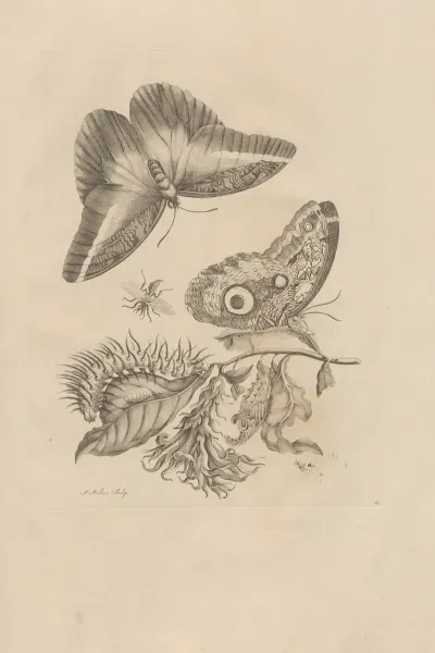 Dissertatio De Generatione Et Metamorphosibus Insectorum Surinamensium Pl 60