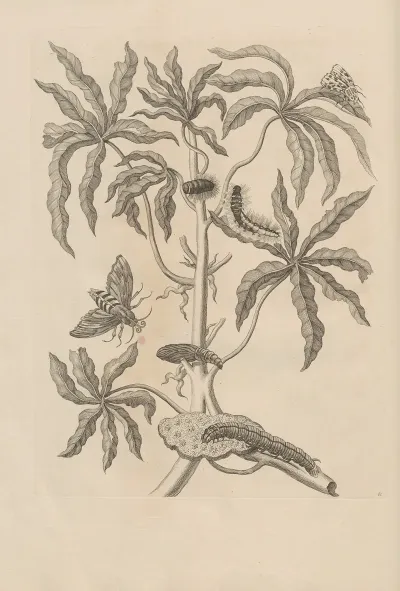 Dissertatio De Generatione Et Metamorphosibus Insectorum Surinamensium Pl 61