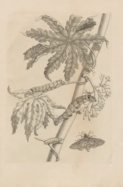Dissertatio De Generatione Et Metamorphosibus Insectorum Surinamensium Pl 62