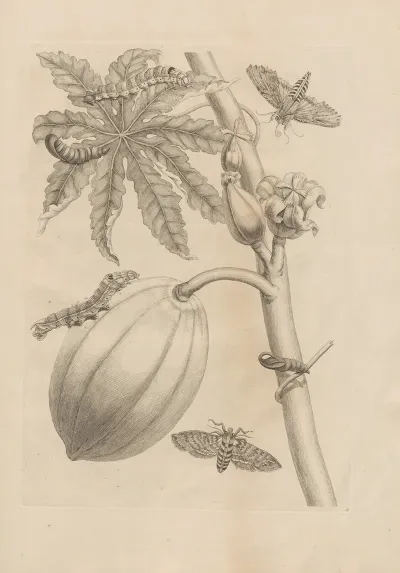 Dissertatio De Generatione Et Metamorphosibus Insectorum Surinamensium Pl 64