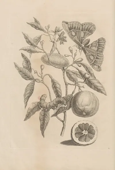 Dissertatio De Generatione Et Metamorphosibus Insectorum Surinamensium Pl 65
