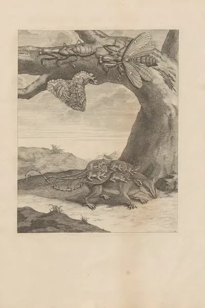 Dissertatio De Generatione Et Metamorphosibus Insectorum Surinamensium Pl 66