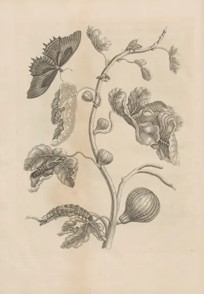 Dissertatio De Generatione Et Metamorphosibus Insectorum Surinamensium Pl 67