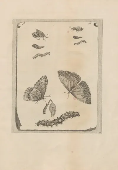 Dissertatio De Generatione Et Metamorphosibus Insectorum Surinamensium Pl 68