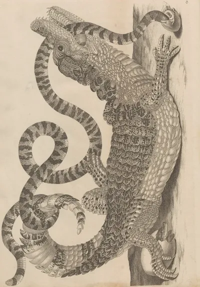 Dissertatio De Generatione Et Metamorphosibus Insectorum Surinamensium Pl 69