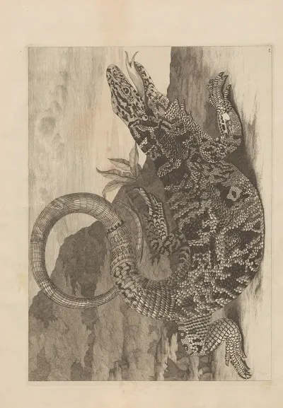 Dissertatio De Generatione Et Metamorphosibus Insectorum Surinamensium Pl 70