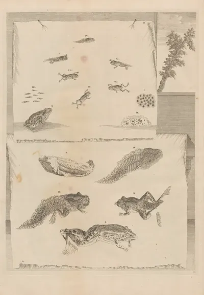 Dissertatio De Generatione Et Metamorphosibus Insectorum Surinamensium Pl 71