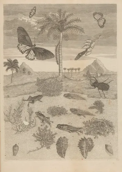 Dissertatio De Generatione Et Metamorphosibus Insectorum Surinamensium Pl 72