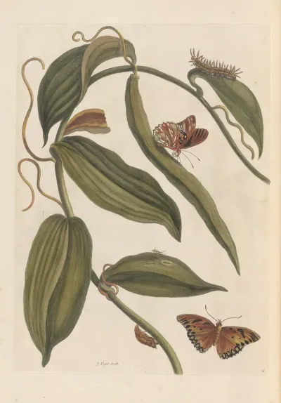 Dissertation Sur La Generation Et Les Transformations Des Insectes De Surinam Pl 01