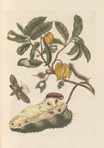 Dissertation Sur La Generation Et Les Transformations Des Insectes De Surinam Pl 02
