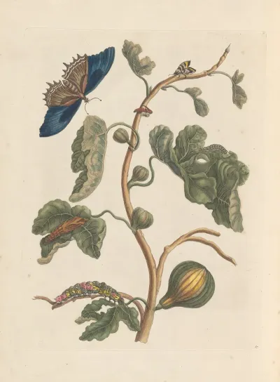 Dissertation Sur La Generation Et Les Transformations Des Insectes De Surinam Pl 03