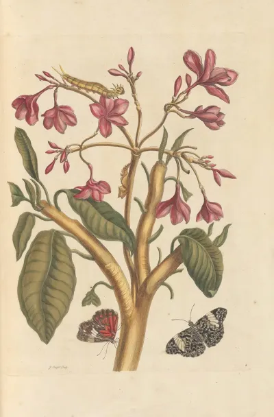 Dissertation Sur La Generation Et Les Transformations Des Insectes De Surinam Pl 04