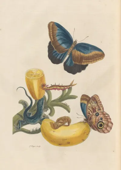 Dissertation Sur La Generation Et Les Transformations Des Insectes De Surinam Pl 05