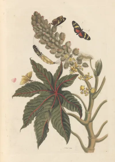 Dissertation Sur La Generation Et Les Transformations Des Insectes De Surinam Pl 06
