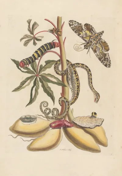 Dissertation Sur La Generation Et Les Transformations Des Insectes De Surinam Pl 07