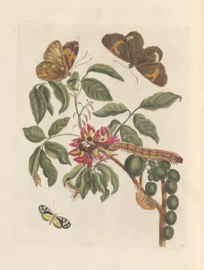 Dissertation Sur La Generation Et Les Transformations Des Insectes De Surinam Pl 08