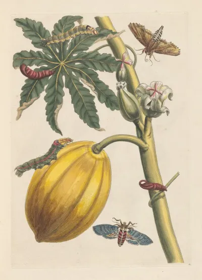 Dissertation Sur La Generation Et Les Transformations Des Insectes De Surinam Pl 09
