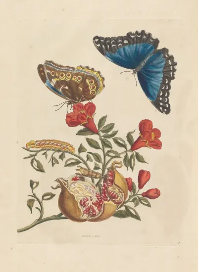 Dissertation Sur La Generation Et Les Transformations Des Insectes De Surinam Pl 10