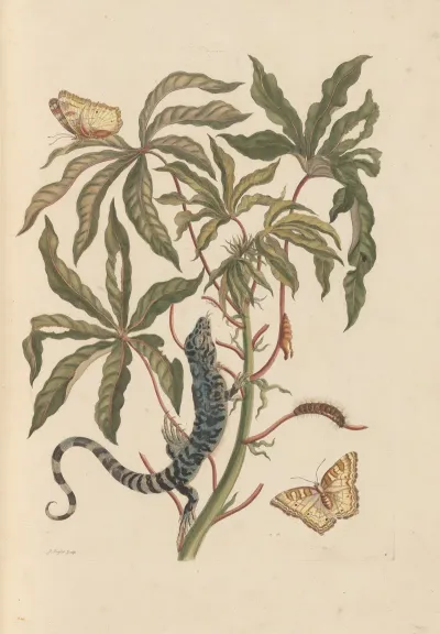 Dissertation Sur La Generation Et Les Transformations Des Insectes De Surinam Pl 11