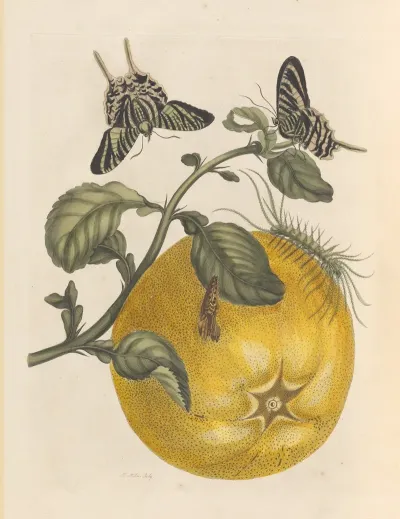 Dissertation Sur La Generation Et Les Transformations Des Insectes De Surinam Pl 12