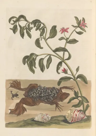 Dissertation Sur La Generation Et Les Transformations Des Insectes De Surinam Pl 13