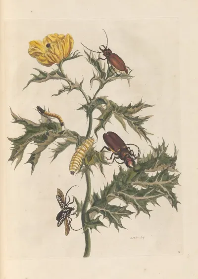 Dissertation Sur La Generation Et Les Transformations Des Insectes De Surinam Pl 14