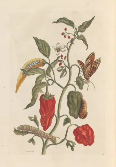 Dissertation Sur La Generation Et Les Transformations Des Insectes De Surinam Pl 15