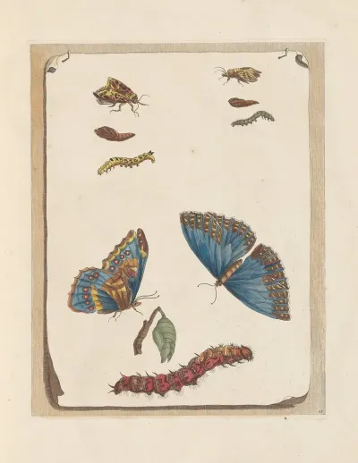 Dissertation Sur La Generation Et Les Transformations Des Insectes De Surinam Pl 16