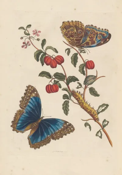 Dissertation Sur La Generation Et Les Transformations Des Insectes De Surinam Pl 18