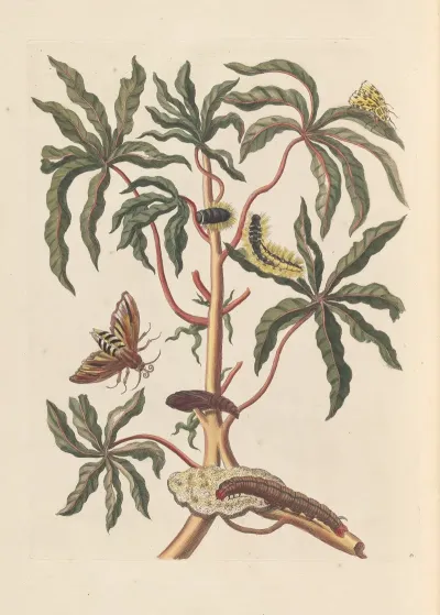 Dissertation Sur La Generation Et Les Transformations Des Insectes De Surinam Pl 19