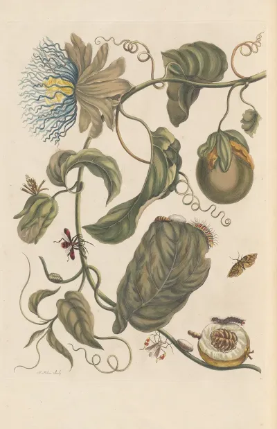 Dissertation Sur La Generation Et Les Transformations Des Insectes De Surinam Pl 23