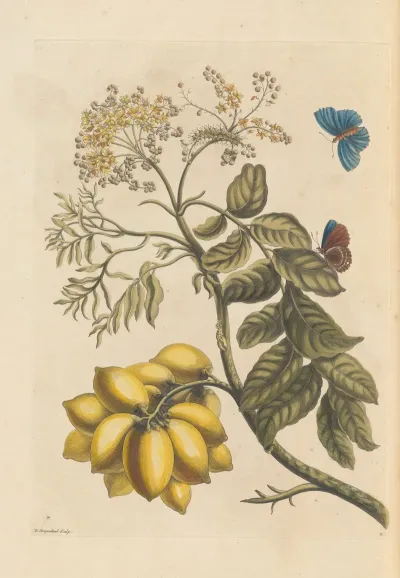 Dissertation Sur La Generation Et Les Transformations Des Insectes De Surinam Pl 24