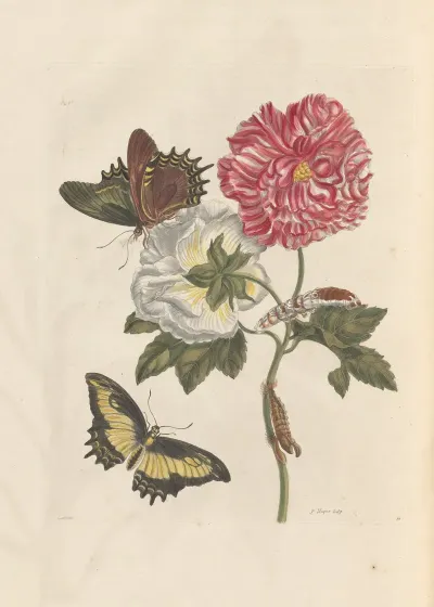 Dissertation Sur La Generation Et Les Transformations Des Insectes De Surinam Pl 25
