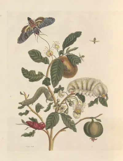 Dissertation Sur La Generation Et Les Transformations Des Insectes De Surinam Pl 26