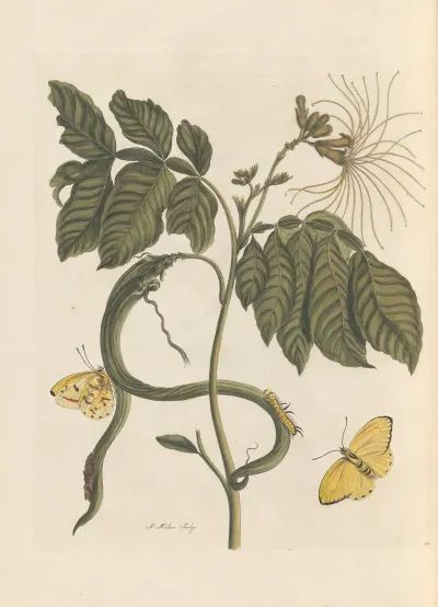 Dissertation Sur La Generation Et Les Transformations Des Insectes De Surinam Pl 28
