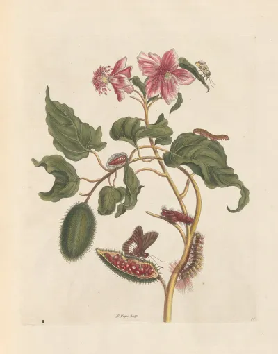 Dissertation Sur La Generation Et Les Transformations Des Insectes De Surinam Pl 29
