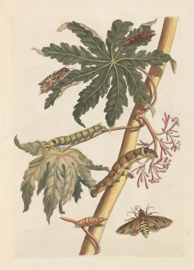 Dissertation Sur La Generation Et Les Transformations Des Insectes De Surinam Pl 30