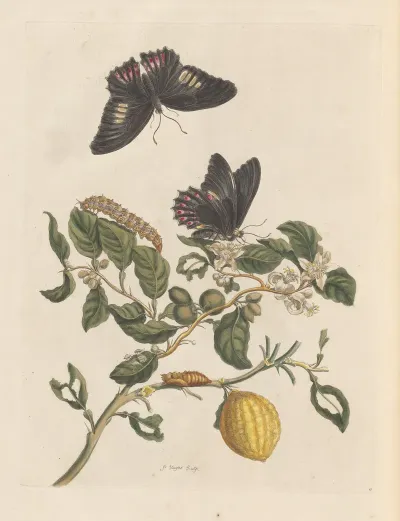 Dissertation Sur La Generation Et Les Transformations Des Insectes De Surinam Pl 31