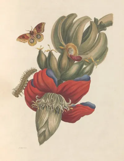 Dissertation Sur La Generation Et Les Transformations Des Insectes De Surinam Pl 32