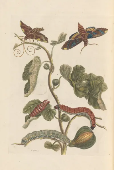 Dissertation Sur La Generation Et Les Transformations Des Insectes De Surinam Pl 34